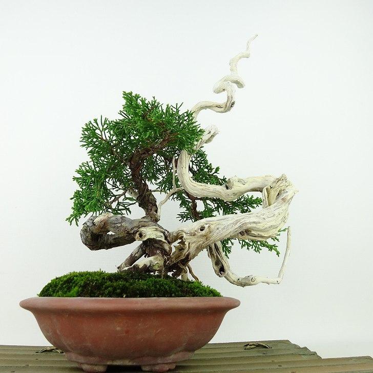 盆栽 真柏 樹高 約29cm しんぱく 高級盆栽 Juniperus chinensis 盆栽 真柏 樹高 約29cm しんぱく 高級盆栽 Juniperus chinensis