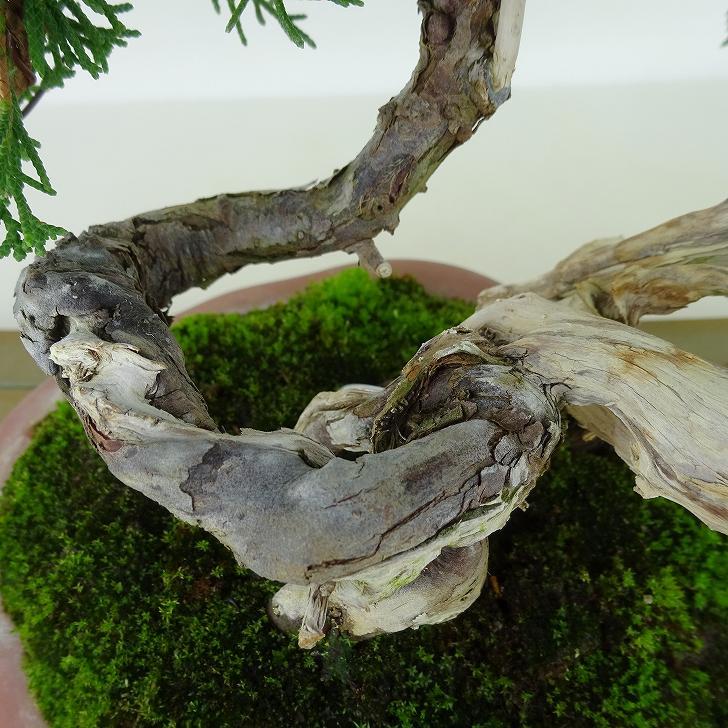 盆栽 真柏 樹高 約29cm しんぱく 高級盆栽 Juniperus chinensis 盆栽 真柏 樹高 約29cm しんぱく 高級盆栽 Juniperus chinensis