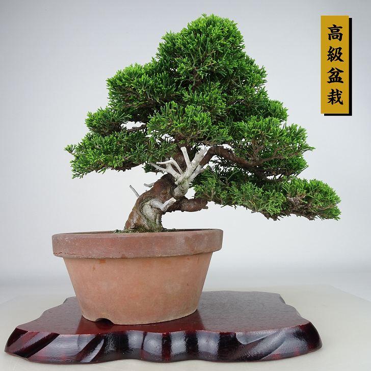 盆栽 真柏 樹高 約23cm しんぱく 高級盆栽 Juniperus chinensis