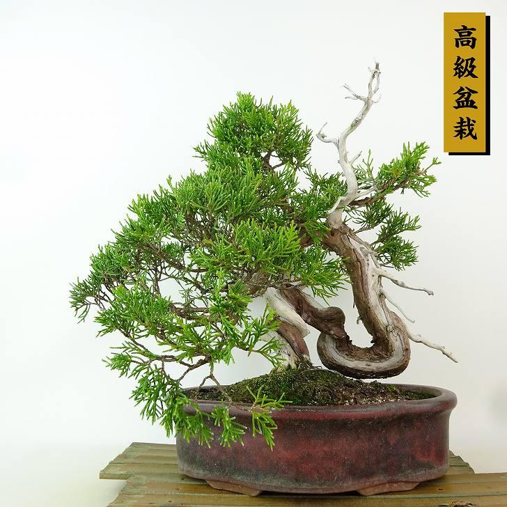 盆栽 真柏 樹高 上下 約25cm しんぱく 高級盆栽 Juniperus chinensis