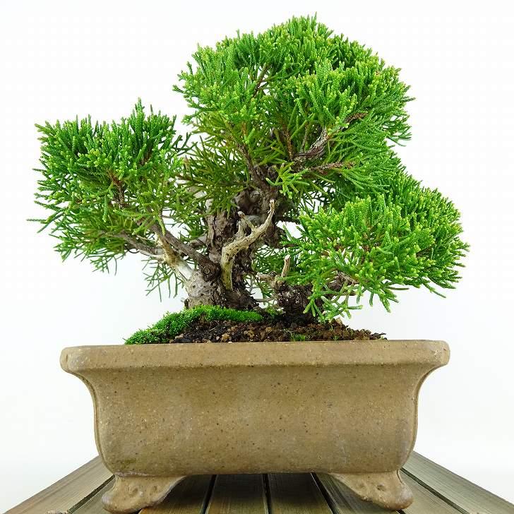 盆栽 真柏 樹高 約18cm しんぱく Juniperus chinensis シンパク 盆栽 真柏 樹高 約18cm しんぱく Juniperus chinensis シンパク