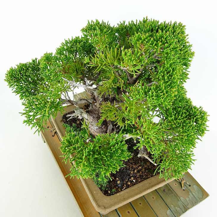 盆栽 真柏 樹高 約18cm しんぱく Juniperus chinensis シンパク 盆栽 真柏 樹高 約18cm しんぱく Juniperus chinensis シンパク