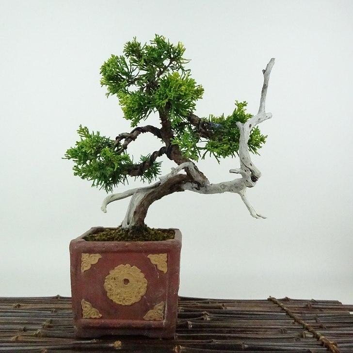 盆栽 真柏 黄金 樹高 約 22cm しんぱく Juniperus chinensis シンパク