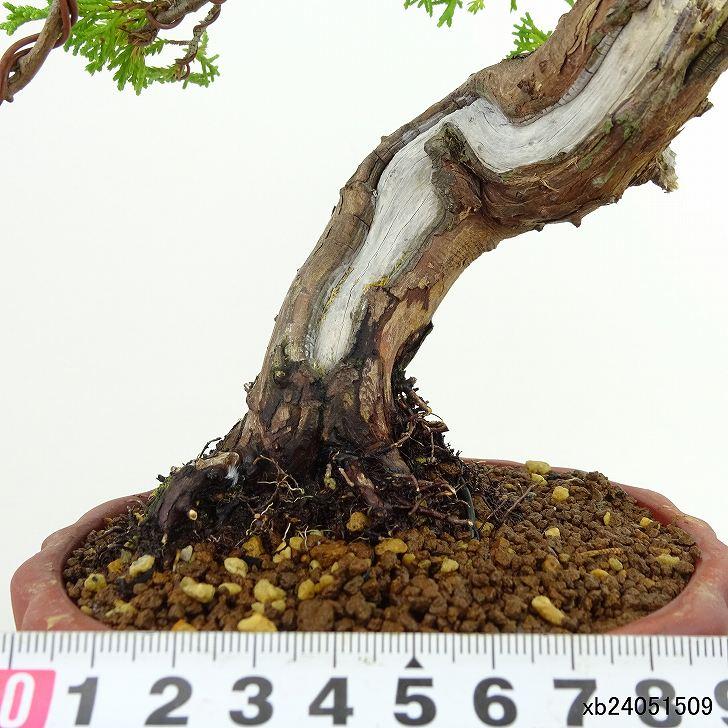 真柏　樹高 60cm Amazon.co.jp: 盆栽 威風堂々 真柏 盆栽妙 老木の趣き 樹齢20年