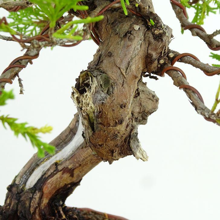 盆栽 真柏 樹高 約21cm しんぱく Juniperus chinensis シンパク