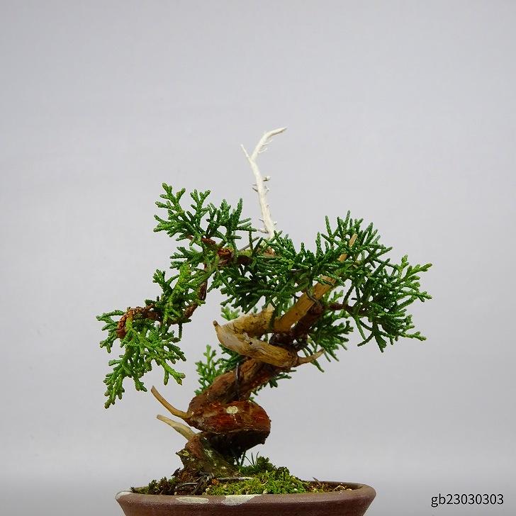 限定製作】【限定製作】盆栽 真柏 樹高 約15cm しんぱく Juniperus