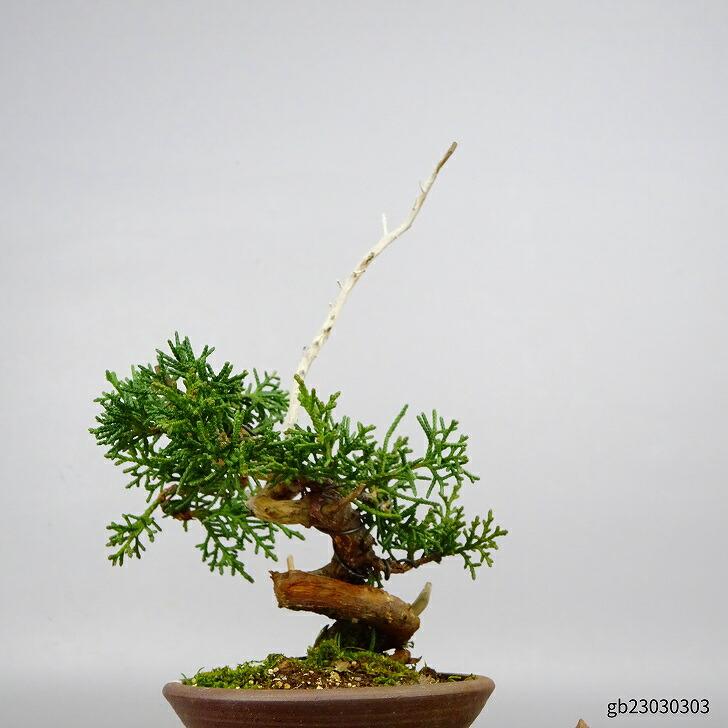 限定製作】【限定製作】盆栽 真柏 樹高 約15cm しんぱく Juniperus