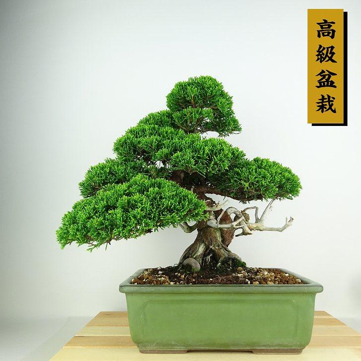 盆栽 真柏 樹高 約30cm しんぱく 高級盆栽 Juniperus chinensis 盆栽 真柏 樹高 約30cm しんぱく 高級盆栽 Juniperus chinensis