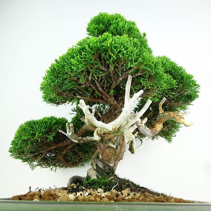 盆栽 真柏 樹高 約30cm しんぱく 高級盆栽 Juniperus chinensis 盆栽 真柏 樹高 約30cm しんぱく 高級盆栽 Juniperus chinensis