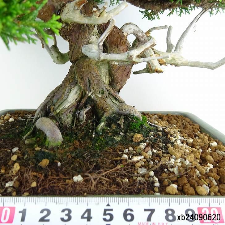 盆栽 真柏 樹高 約30cm しんぱく 高級盆栽 Juniperus chinensis 盆栽 真柏 樹高 約30cm しんぱく 高級盆栽 Juniperus chinensis