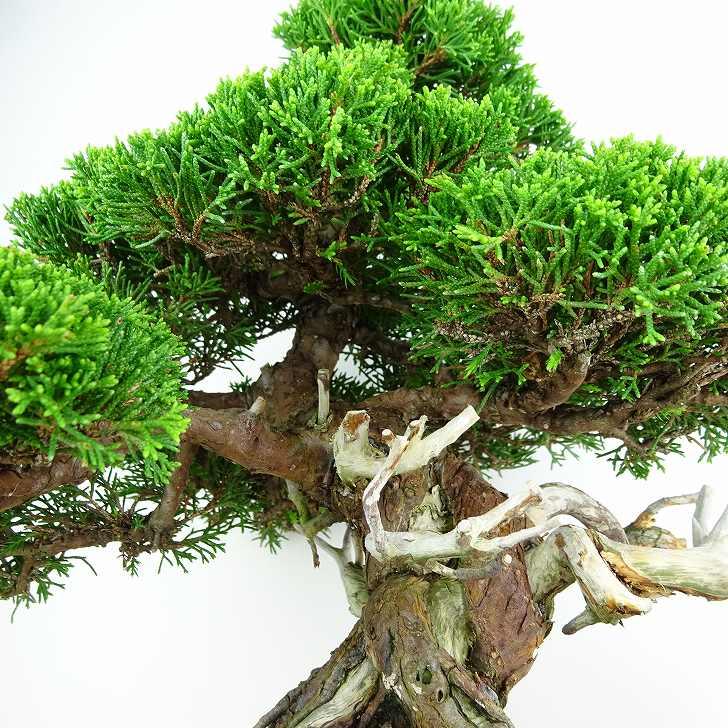 盆栽 真柏 樹高 約30cm しんぱく 高級盆栽 Juniperus chinensis 盆栽 真柏 樹高 約30cm しんぱく 高級盆栽 Juniperus chinensis