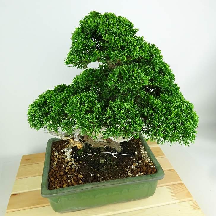 盆栽 真柏 樹高 約30cm しんぱく 高級盆栽 Juniperus chinensis 盆栽 真柏 樹高 約30cm しんぱく 高級盆栽 Juniperus chinensis