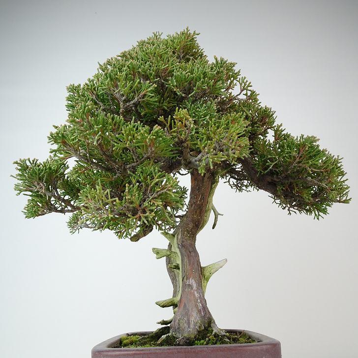 盆栽 真柏 樹高 約33cm しんぱく 高級盆栽 Juniperus chinensis