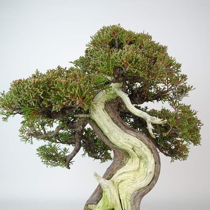 盆栽　真柏　樹高33cm 盆栽 真柏 樹高 約33cm しんぱく 高級盆栽 Juniperus chinensis