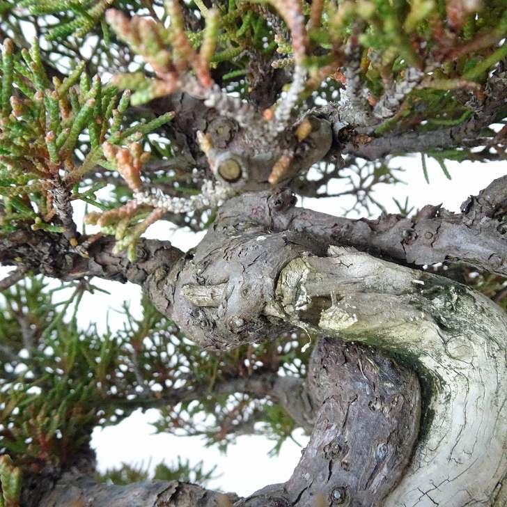 盆栽 真柏 樹高 約33cm しんぱく 高級盆栽 Juniperus chinensis