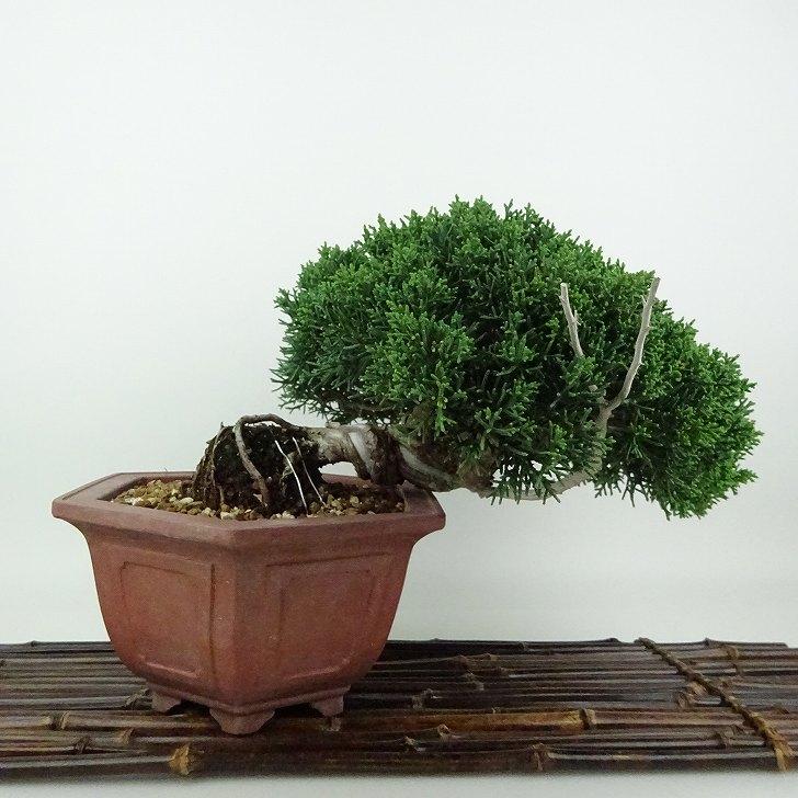 盆栽 真柏 樹高 約16cm しんぱく Juniperus chinensis シンパク ジン