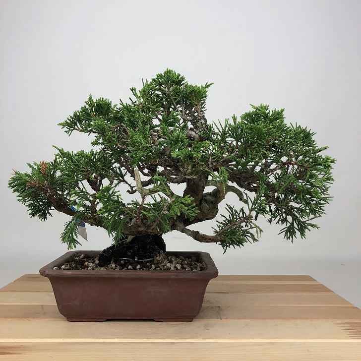 盆栽 真柏 樹高 約18cm しんぱく Juniperus chinensis シンパク ジン 