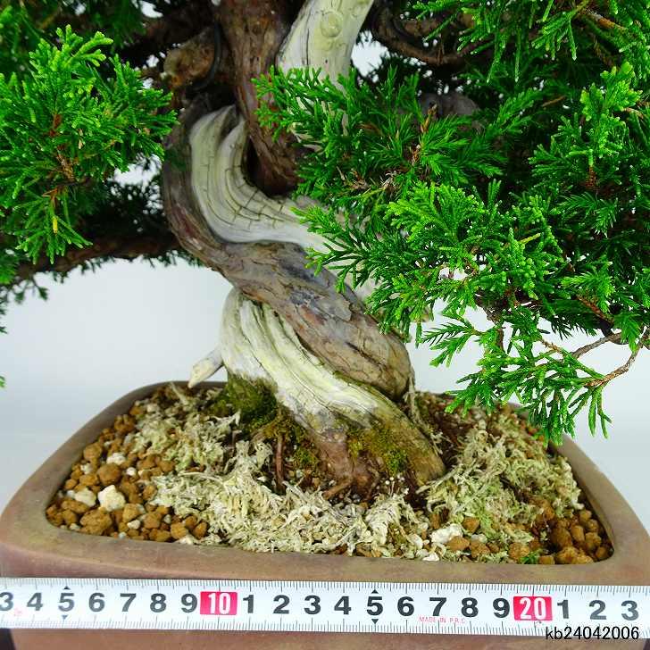盆栽 真柏 樹高 約35cm しんぱく 高級盆栽 Juniperus chinensis 盆栽 真柏 樹高 約35cm しんぱく 高級盆栽 Juniperus chinensis