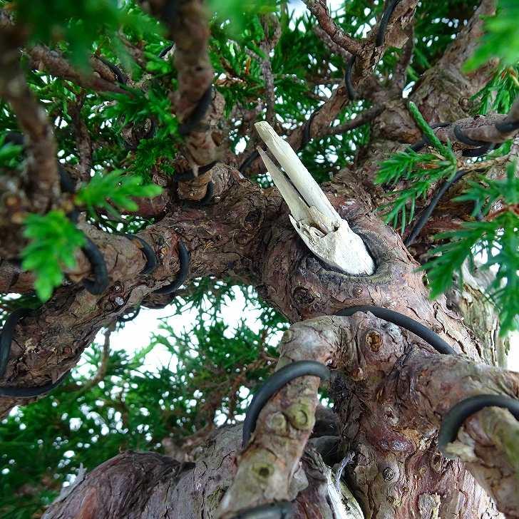 盆栽 真柏 樹高 約35cm しんぱく 高級盆栽 Juniperus chinensis 盆栽 真柏 樹高 約35cm しんぱく 高級盆栽 Juniperus chinensis