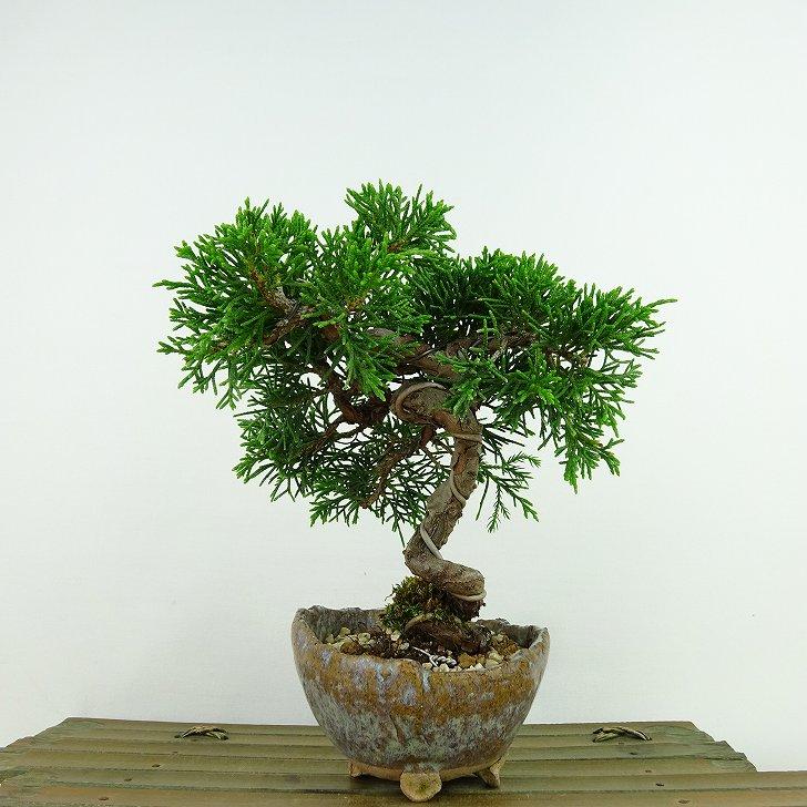 盆栽 真柏 樹高 約13cm しんぱく Juniperus chinensis シンパク ヒノキ
