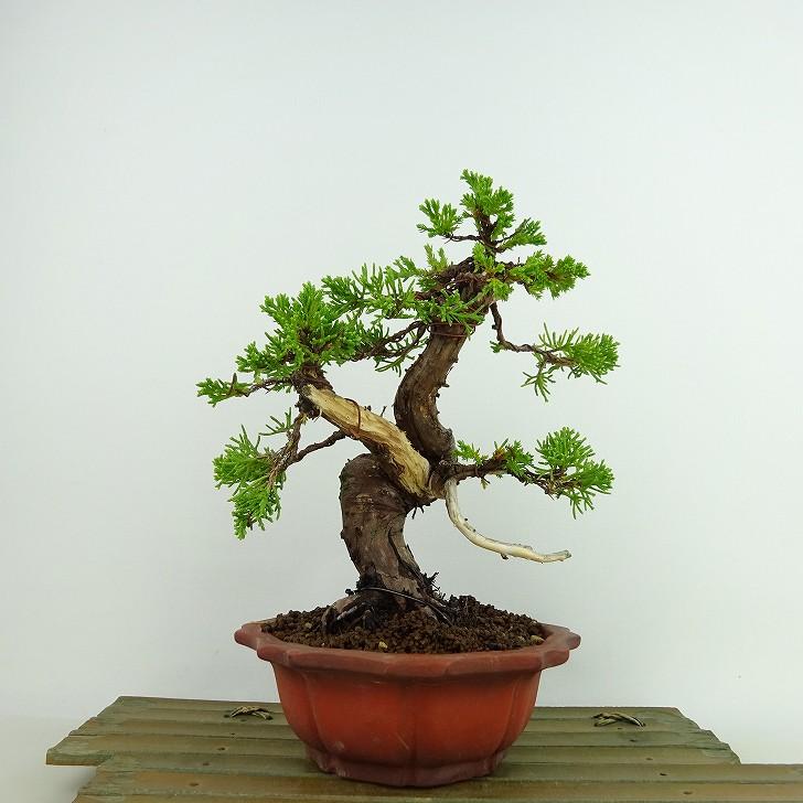 盆栽 真柏 樹高 約19cm しんぱく Juniperus chinensis シンパク “ジン