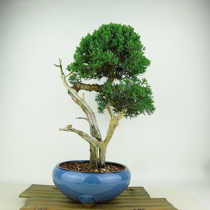 盆栽 真柏 樹高 約34cm しんぱく Juniperus chinensis シンパク 盆栽 真柏 樹高 約34cm しんぱく Juniperus chinensis シンパク
