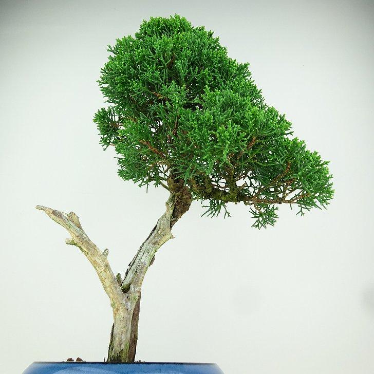 盆栽 真柏 樹高 約34cm しんぱく Juniperus chinensis シンパク 盆栽 真柏 樹高 約34cm しんぱく Juniperus chinensis シンパク