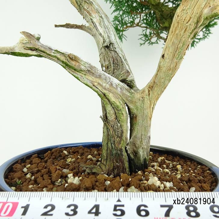 盆栽 真柏 樹高 約34cm しんぱく Juniperus chinensis シンパク 盆栽 真柏 樹高 約34cm しんぱく Juniperus chinensis シンパク