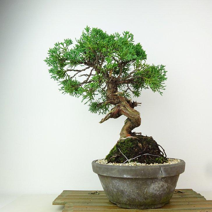 盆栽 真柏 樹高 約27cm しんぱく Juniperus chinensis シンパク “ジン