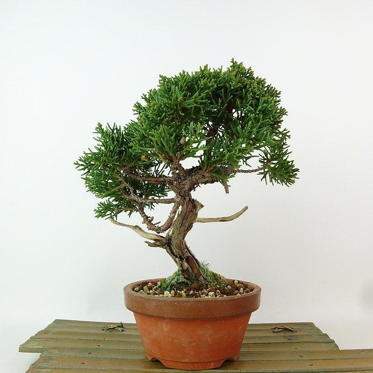 盆栽 真柏 樹高 約19cm しんぱく Juniperus chinensis シンパク ジン
