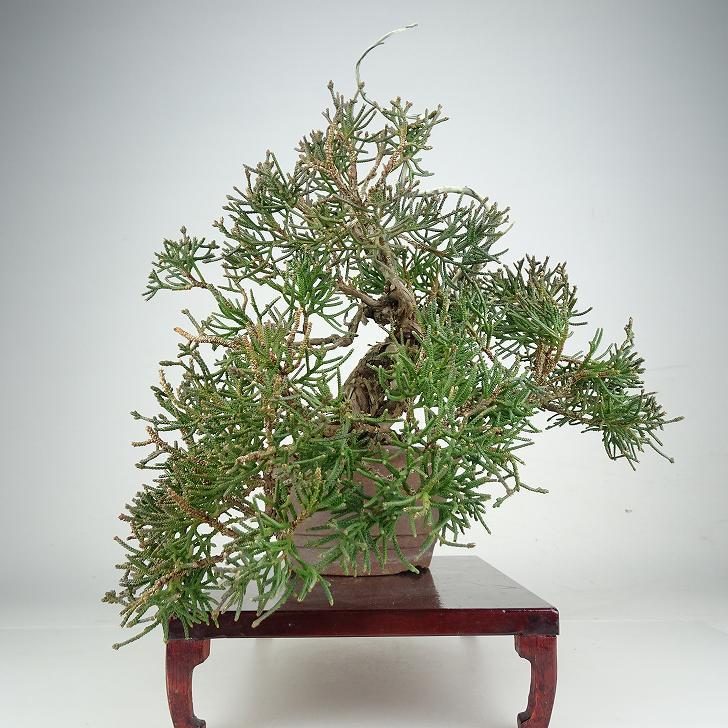 盆栽 真柏 樹高 上下 約24cm しんぱく Juniperus chinensis シンパク ジン シャリ ヒノキ科 常緑樹 鑑賞 観賞用 現品_1