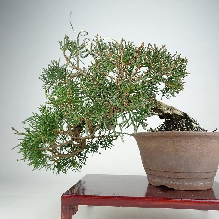 盆栽 真柏 樹高 上下 約24cm しんぱく Juniperus chinensis シンパク ジン シャリ ヒノキ科 常緑樹 鑑賞 観賞用 現品_2