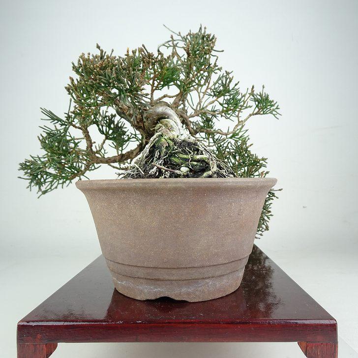 盆栽 真柏 樹高 上下 約24cm しんぱく Juniperus chinensis シンパク ジン シャリ ヒノキ科 常緑樹 鑑賞 観賞用 現品_3