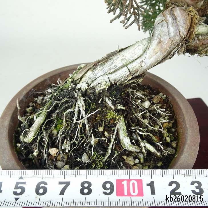 盆栽 真柏 樹高 上下 約24cm しんぱく Juniperus chinensis シンパク ジン シャリ ヒノキ科 常緑樹 鑑賞 観賞用 現品_4