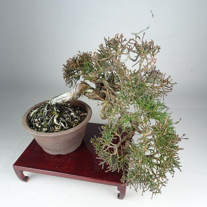 盆栽 真柏 樹高 上下 約24cm しんぱく Juniperus chinensis シンパク ジン シャリ ヒノキ科 常緑樹 鑑賞 観賞用 現品_5