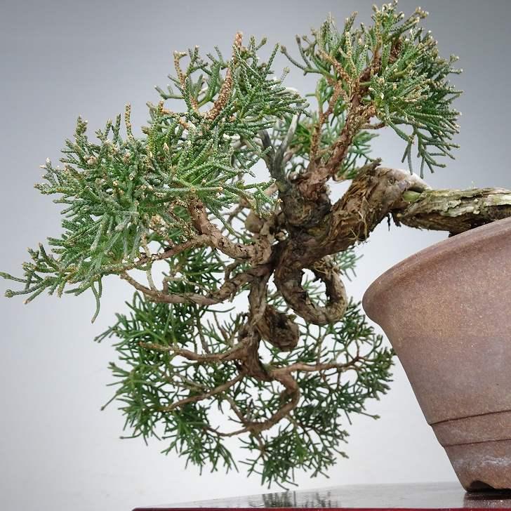 盆栽 真柏 樹高 上下 約24cm しんぱく Juniperus chinensis シンパク ジン シャリ ヒノキ科 常緑樹 鑑賞 観賞用 現品_6
