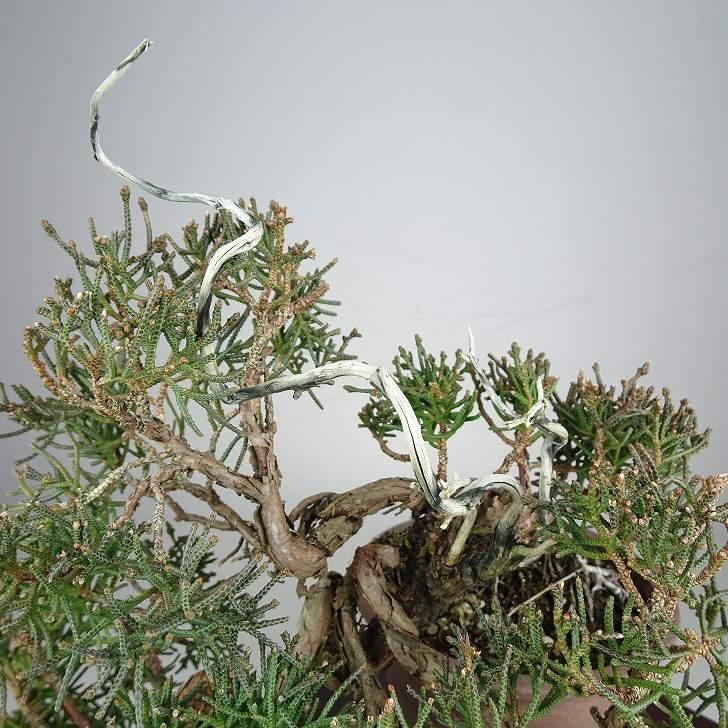 盆栽 真柏 樹高 上下 約24cm しんぱく Juniperus chinensis シンパク ジン シャリ ヒノキ科 常緑樹 鑑賞 観賞用 現品_7
