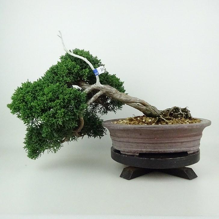 盆栽 真柏 樹高 上下 約28cm しんぱく Juniperus chinensis シンパク