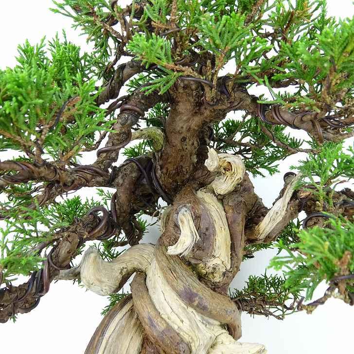 盆栽 真柏 樹高 約23cm しんぱく 高級盆栽 Juniperus chinensis 盆栽 真柏 樹高 約23cm しんぱく 高級盆栽 Juniperus chinensis