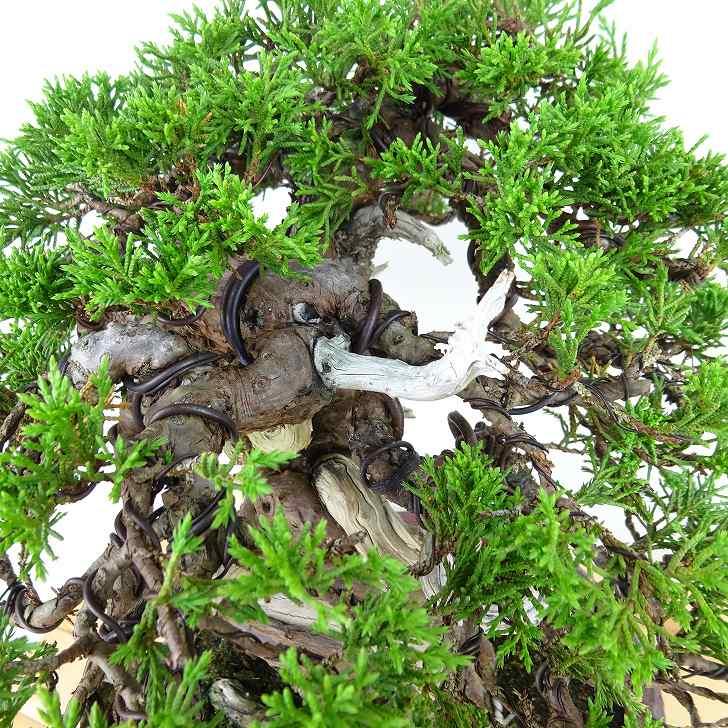 盆栽 真柏 樹高 約23cm しんぱく 高級盆栽 Juniperus chinensis 盆栽 真柏 樹高 約23cm しんぱく 高級盆栽 Juniperus chinensis