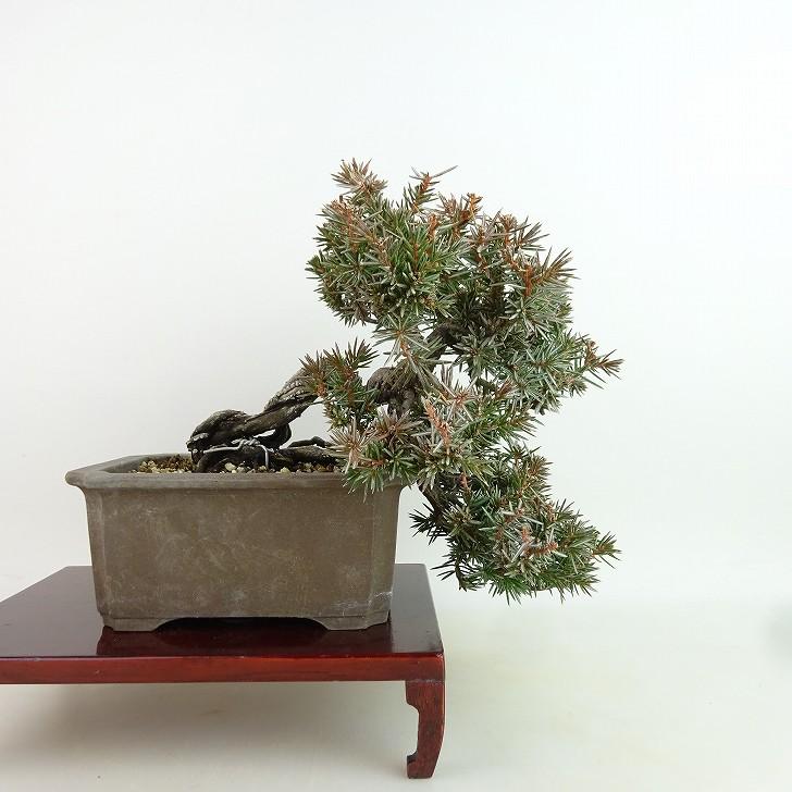 盆栽 杜松 樹高 上下 約18cm としょう Juniperus rigida 盆栽 杜松 樹高 上下 約18cm としょう Juniperus rigida