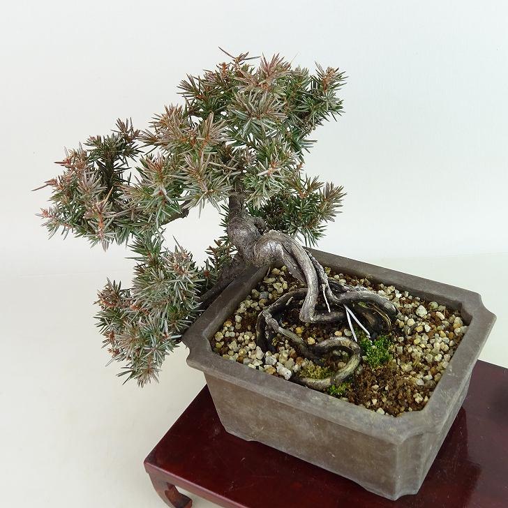 盆栽 杜松 樹高 上下 約18cm としょう Juniperus rigida 盆栽 杜松 樹高 上下 約18cm としょう Juniperus rigida