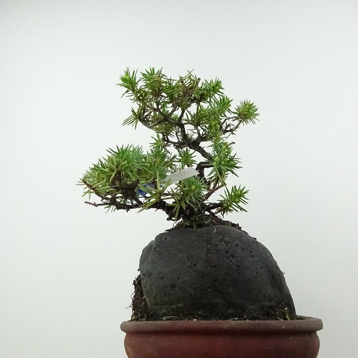 杜松　トショウ 杜松 : トショウ | OMOTE TO URA