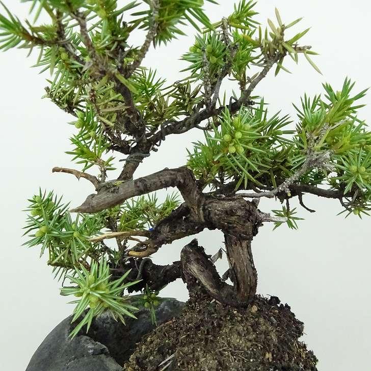 杜松　トショウ 杜松 : トショウ | OMOTE TO URA