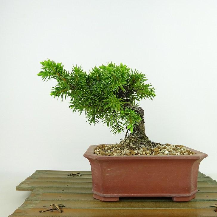 盆栽 松 杜松 樹高 約12cm としょう Juniperus rigida トショウ ヒノキ