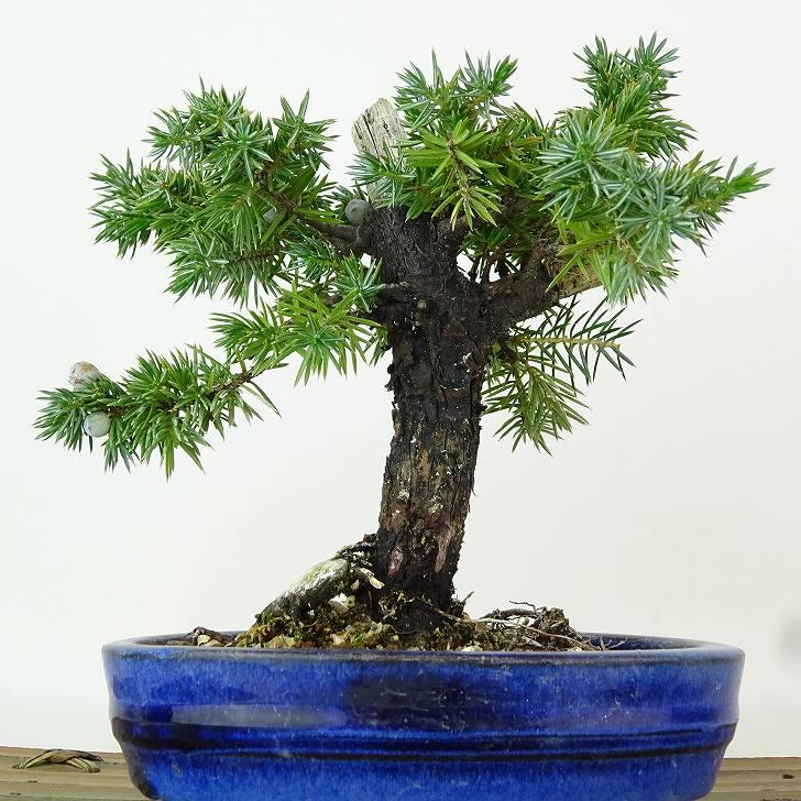 盆栽 松 杜松 樹高 約14cm としょう Juniperus rigida トショウ ジン ヒノキ科 常緑針葉樹 観賞用 小品 現品 : は ...