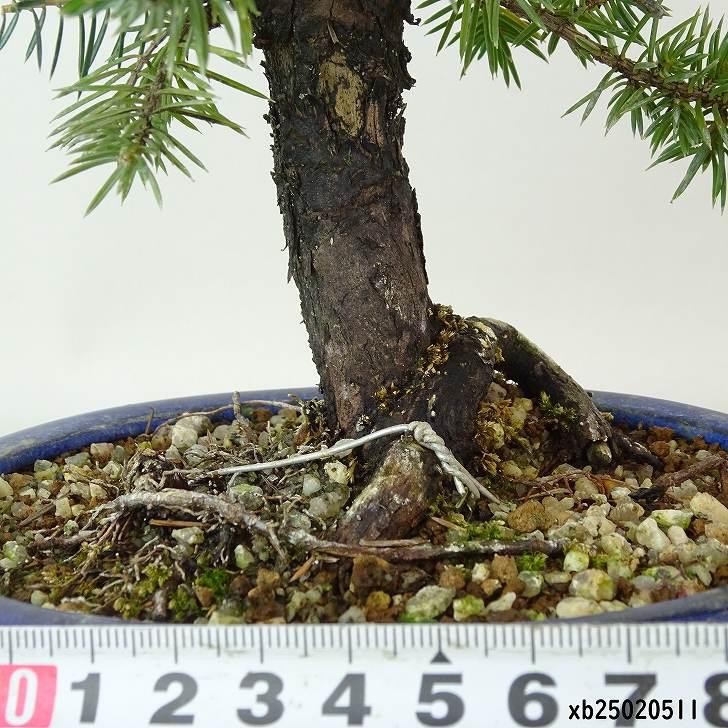 盆栽 松 杜松 樹高 約14cm としょう Juniperus rigida トショウ ジン ヒノキ科 常緑針葉樹 観賞用 小品 現品 : は ...