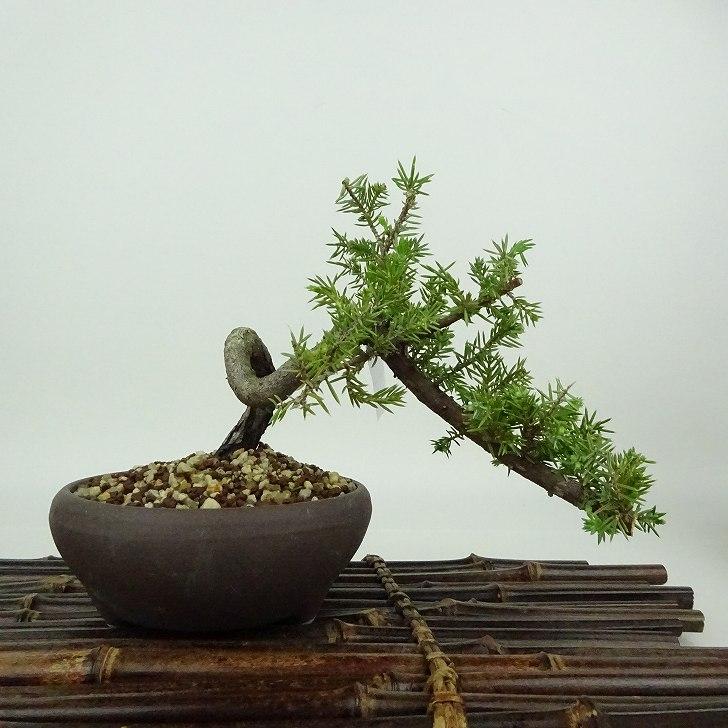 盆栽 松 杜松 樹高 約10cm としょう Juniperus rigida トショウ ヒノキ
