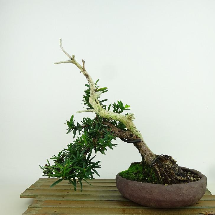 盆栽 一位 樹高 上下 約19cm いちい Taxus cuspidata イチイ “ジン シャリ” イチイ科 常緑針葉樹 観賞用 小品 現品 :  021 23100 02 : はニわ株式会社