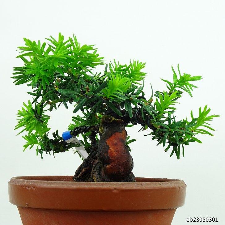 盆栽 一位 樹高 12cm いちい Taxus cuspidata イチイ “ジン 盆栽 一位 樹高 12cm いちい Taxus cuspidata イチイ “ジン